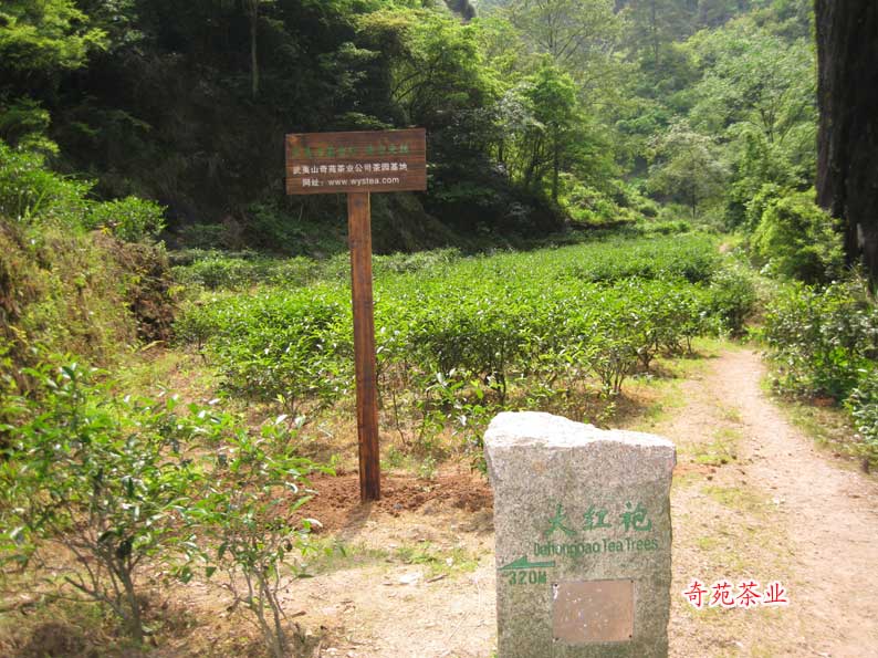 流香涧茶园基地