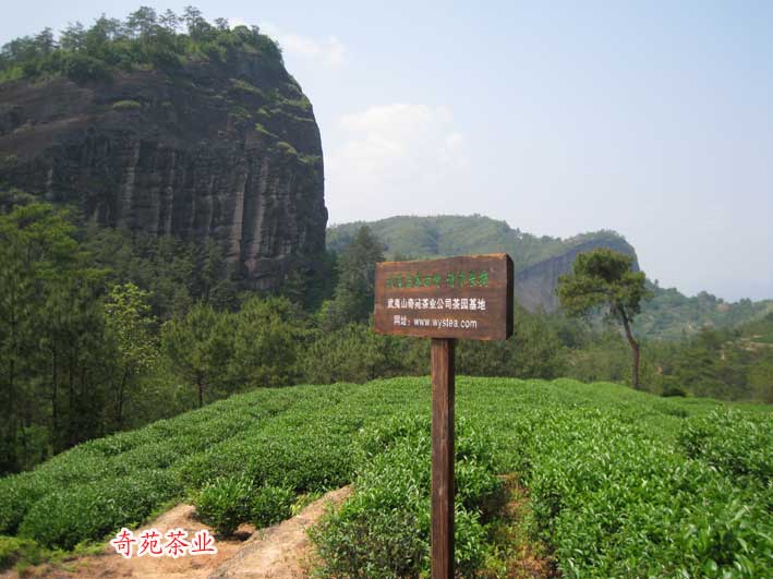 天心岩茶园基地