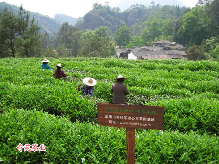 天心岩庙前茶园基地