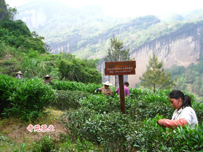 北斗岩茶园基地