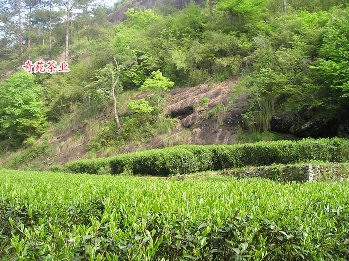 刘官寨肉桂茶园基地