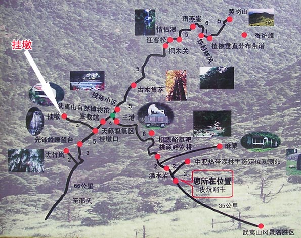 桐木挂墩红茶之旅(5月份采茶时)